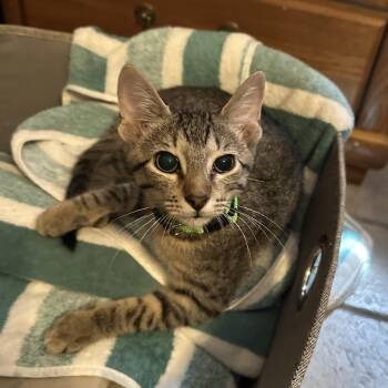 Calypso -  Domestic Short Hair Cat for Adoption in Tuttle, Oklahoma - Calypso | PetCurious