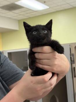 Domestic Medium Hair Cats Available for Adoption in Sacramento, California - Boop | PetCurious