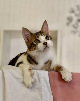 Domestic Short Hair Cats Available for Adoption in San Jose, California - Moon Pie (bonded With Bubu) | PetCurious