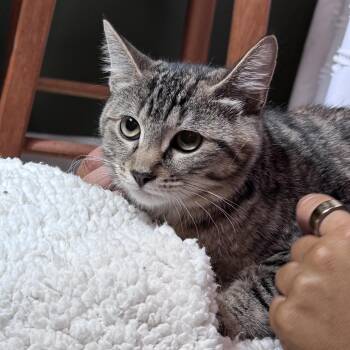 Jalapeño and Bell -  Domestic Medium Hair Cat for Adoption in Mayfield, New York - Jalapeño And Bell | PetCurious