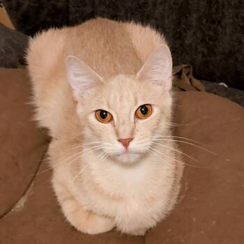 Domestic Short Hair Cats Available for Adoption in Richmond, Virginia - Dilly | PetCurious