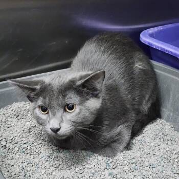 Domestic Short Hair Cats Available for Adoption in Dixon, Illinois - Scar (Gozer) | PetCurious