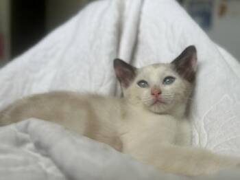 Domestic Short Hair and Siamese Cats Available for Adoption - Emma | PetCurious