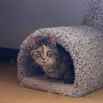 Remi -  Domestic Short Hair Cat for Adoption in Starkville, Mississippi - Remi | PetCurious
