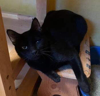 Sequoia -  Domestic Short Hair Cat for Adoption in Kansas City, Missouri - Sequoia | PetCurious