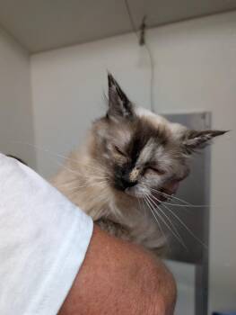 Wednesday -  Ragdoll Cat for Adoption in Plymouth, Connecticut - Wednesday | PetCurious