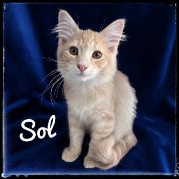 Sol -  Domestic Medium Hair Cat for Adoption in El Cajon, California - Sol | PetCurious