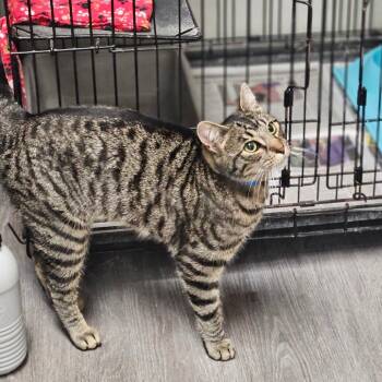 Rescue Domestic Short Hair Cats for Adoption in Buffalo, New York - Oliver (renamed Ozzy) | PetCurious