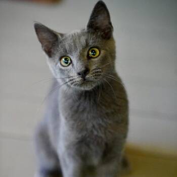 Mariner -  Russian Blue and Domestic Short Hair Cat for Adoption - Mariner | PetCurious