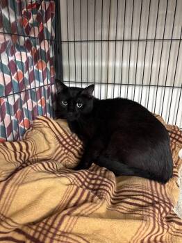 Mercury -  Domestic Short Hair Cat for Adoption in Bourbonnais, Illinois - Mercury | PetCurious