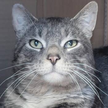 Domestic Short Hair Cats Available for Adoption - Sir Isaac Mewton | PetCurious