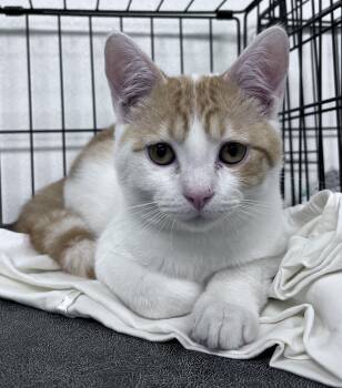 Rocky -  Domestic Short Hair Cat for Adoption in Youngstown, Ohio - Rocky | PetCurious