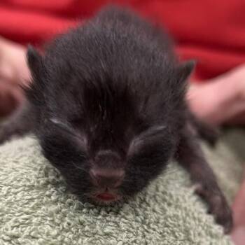 Adonis -  Domestic Short Hair Cat for Adoption in Birmingham, Alabama - Adonis | PetCurious