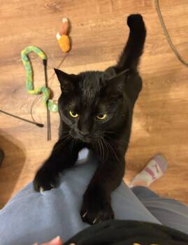 Domestic Short Hair and Bombay Cats Available for Adoption - Mr. Nori | PetCurious