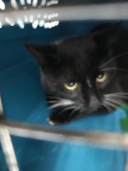 Fm 4  Fennel -  Domestic Short Hair Cat for Adoption in Lawrenceville, Georgia - Fm 4  Fennel | PetCurious
