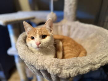 Rescue Tabby Cats for Adoption in Fenton, Missouri - Norman | PetCurious