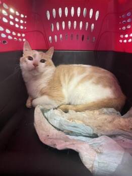 Toppy -  Domestic Short Hair Cat for Adoption - Toppy | PetCurious
