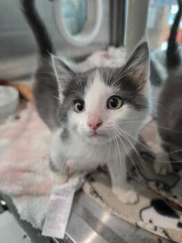 Domestic Short Hair Cats Available for Adoption in Wellington, Kansas - Bibble | PetCurious