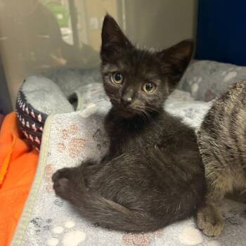 Binx - 062408U -  Domestic Short Hair Cat for Adoption in Tupelo, Mississippi - Binx - 062408U | PetCurious