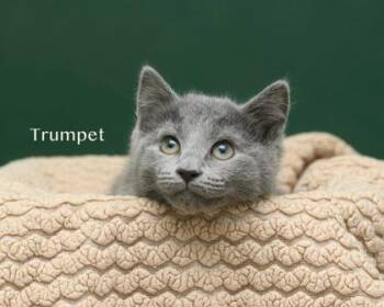 Trumpet -  Domestic Medium Hair and Domestic Short Hair Cat for Adoption in Parma, Ohio - Trumpet | PetCurious