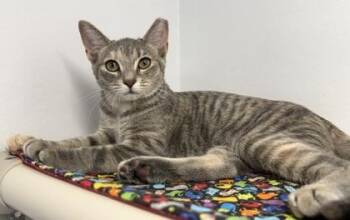 Domestic Short Hair Cats Available for Adoption in Venice, Florida - Waffle | PetCurious