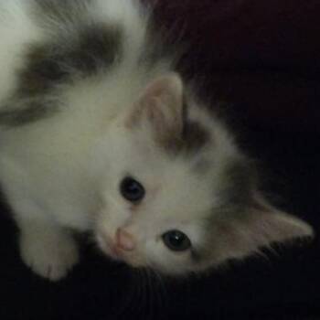 Rescue Domestic Short Hair Cats for Adoption in Winchester, Virginia - Bellatrix | PetCurious