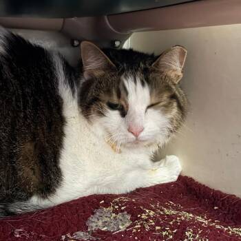 Domestic Short Hair Cats Available for Adoption - Dora | PetCurious