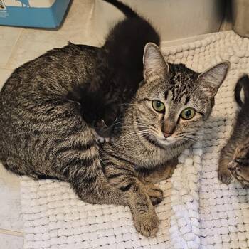 Athena @ Dorchester Road PetSmart -  Domestic Short Hair Cat for Adoption in Summerville, South Carolina - Athena @ Dorchester Road PetSmart | PetCurious