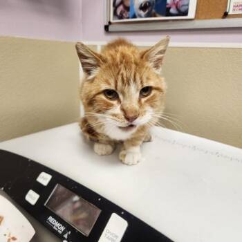 Winnie The Pooh -  Domestic Short Hair Cat for Adoption in Vancouver, Washington - Winnie The Pooh | PetCurious