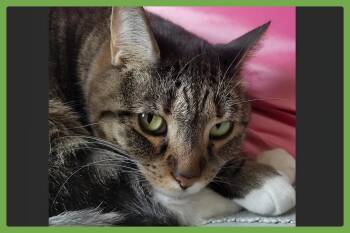 Rescue Domestic Short Hair Cats for Adoption in Amherst, Massachusetts - Jade | PetCurious