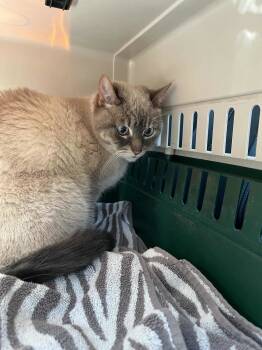 Rescue Siamese Cats for Adoption in Toronto, Ontario - Zephyr | PetCurious