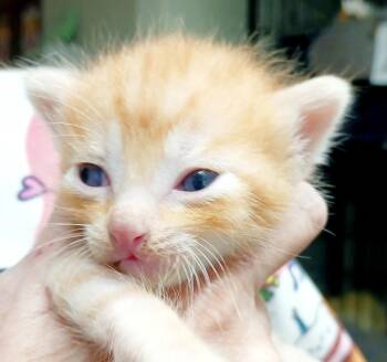 Jellybean -  Domestic Short Hair Cat Available for Adoption in Bulverde, Texas - Jellybean | PetCurious