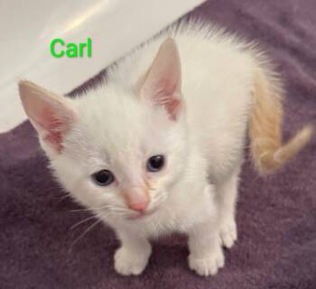 Carl -  Siamese Cat for Adoption in San Jacinto, California - Carl | PetCurious