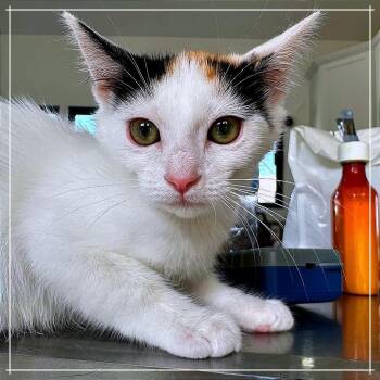 Daphnia -  Domestic Short Hair Cat for Adoption in Chapel Hill, North Carolina - Daphnia | PetCurious