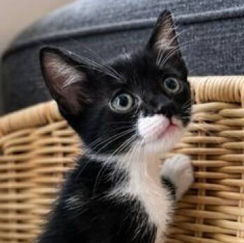 Theo -  Tuxedo and Domestic Short Hair Cat for Adoption in Liverpool, Texas - Theo | PetCurious