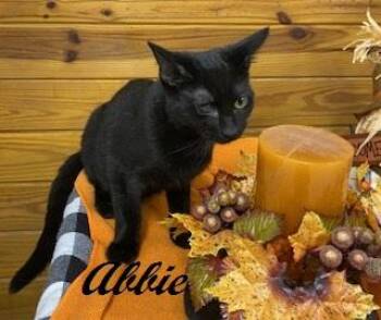 Rescue Domestic Short Hair Cats for Adoption in Southern Pines, North Carolina - Abbie | PetCurious