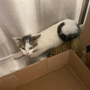 Desmond -  Domestic Short Hair Cat for Adoption in Des Moines, Iowa - Desmond | PetCurious