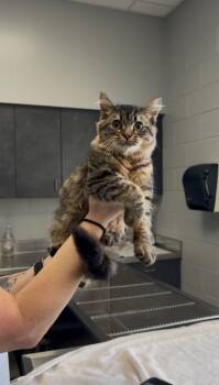 Rescue Domestic Long Hair Cats for Adoption in Henderson, North Carolina - Fernando | PetCurious