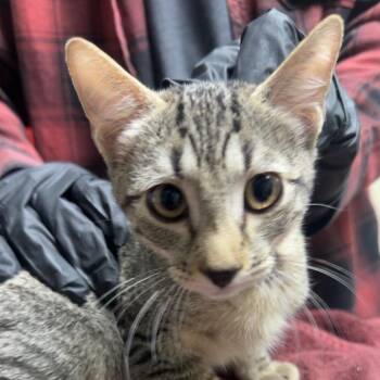 Ginny -  Domestic Short Hair Cat for Adoption in Lakewood, Colorado - Ginny | PetCurious