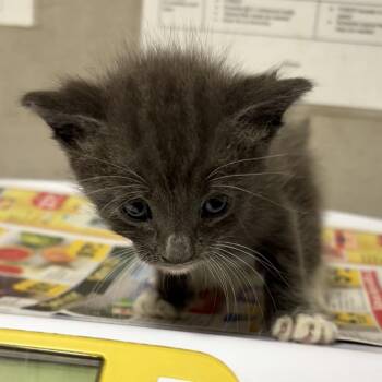 Archie -  Domestic Medium Hair Cat for Adoption in Kanab, Utah - Archie | PetCurious