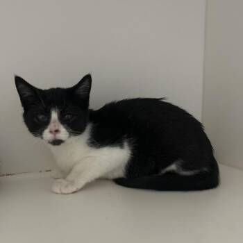 Louise -  Domestic Short Hair Cat for Adoption in Greensboro, North Carolina - Louise | PetCurious