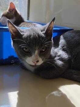 Rescue Domestic Short Hair Cats for Adoption in Chesapeake, Virginia - Siete | PetCurious