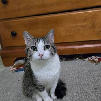 Domestic Short Hair Cats Available for Adoption in Grand Rapids, Minnesota - Gertrude | PetCurious