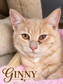 Ginny -  Domestic Short Hair Cat for Adoption in Loogootee, Indiana - Ginny | PetCurious