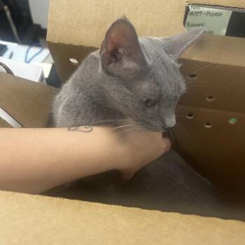 Luna Marie -  Domestic Short Hair Cat for Adoption in Philadelphia, Pennsylvania - Luna Marie | PetCurious