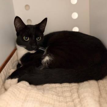 Barry -  Domestic Short Hair Cat for Adoption in Sarasota, Florida - Barry | PetCurious