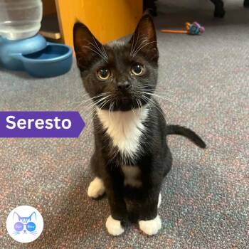 Seresto -  Domestic Short Hair Cat for Adoption in Penfield, New York - Seresto | PetCurious
