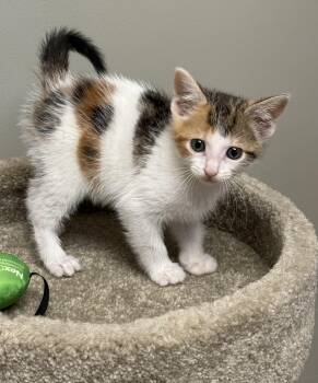 Malta -  Tabby Cat for Adoption in Pickerington, Ohio - Malta | PetCurious