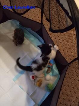 Rescue Domestic Short Hair Cats for Adoption in Westbury, New York - Cher Laurelton | PetCurious