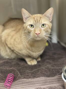Domestic Short Hair Cats Available for Adoption in Lancaster, Pennsylvania - Copper | PetCurious
